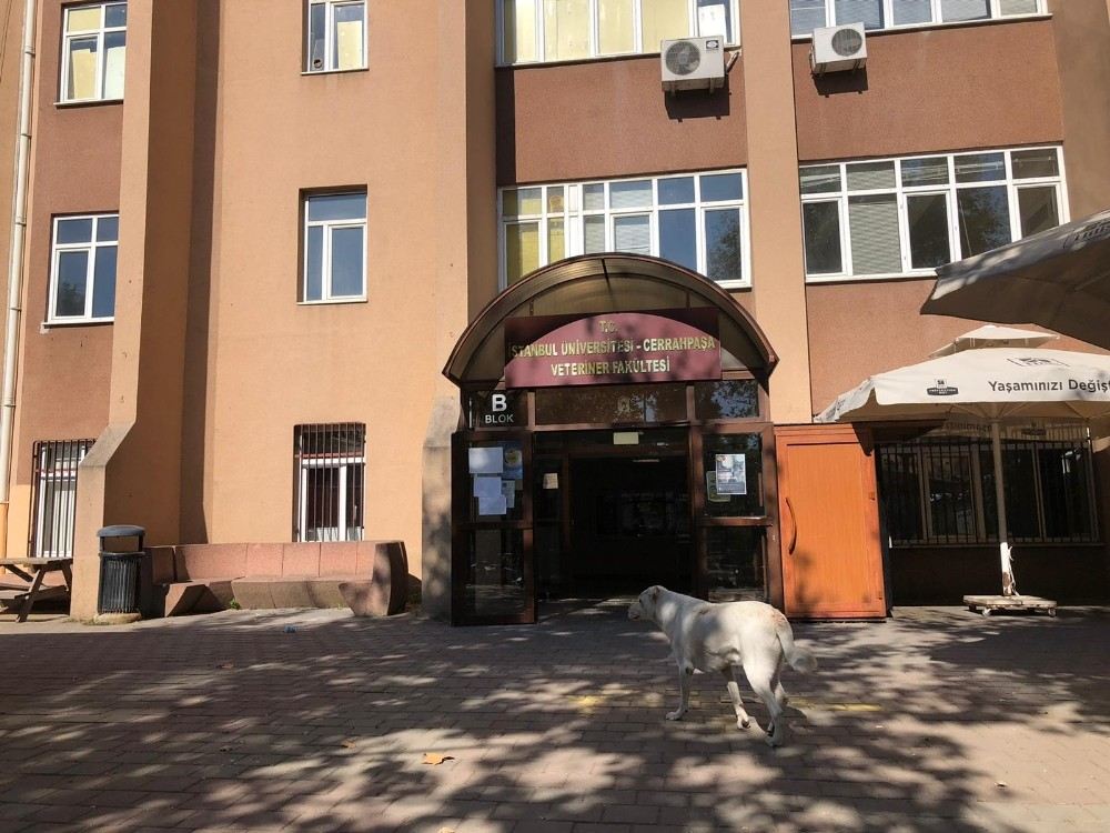 Cerrahpaşa Veteriner Fakültesi Tahliye Ediliyor
