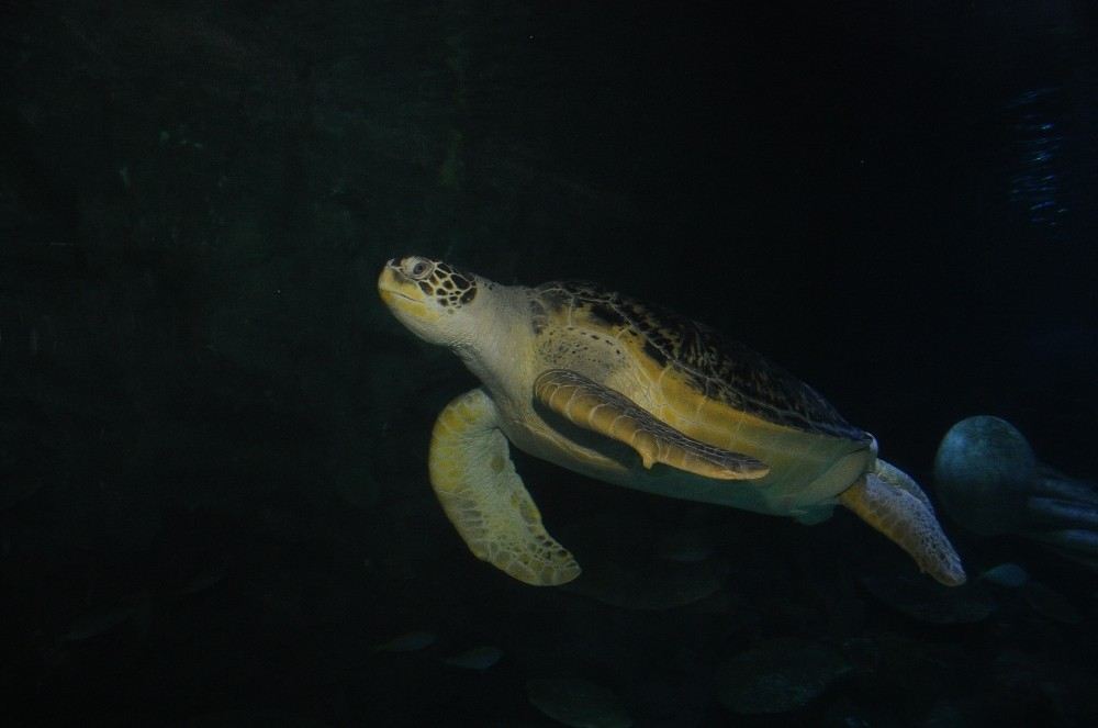 Dünya Deniz Kaplumbağaları Gününde Anlamlı Çağrı