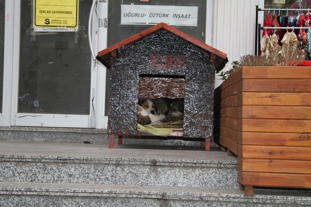Esenyurt Belediyesinden Sokak Hayvanlarına Sıcak Yuva