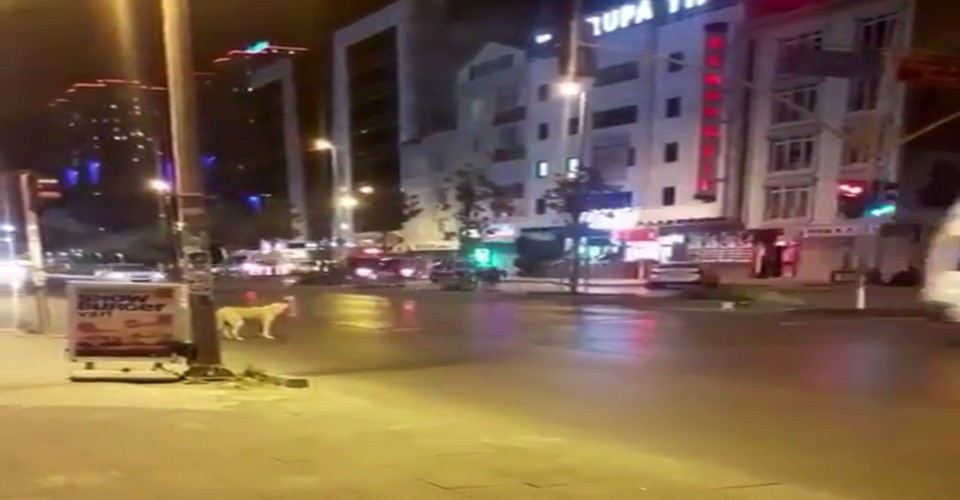 Esenyurtta Kırmızı Işıkta Bekleyen Köpek Kameralara Yansıdı