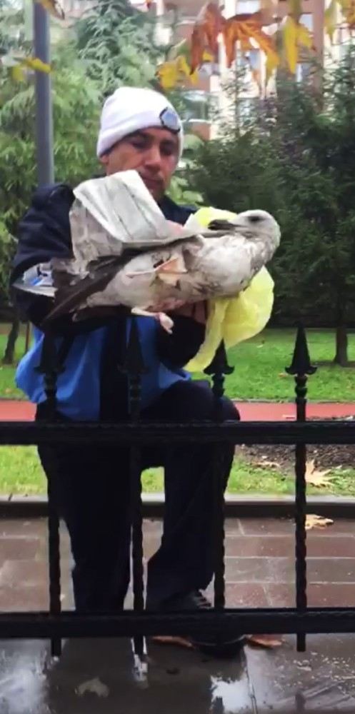 Esenyurtta Yaralı Martının İmdadına Zabıta Ekipleri Yetişti