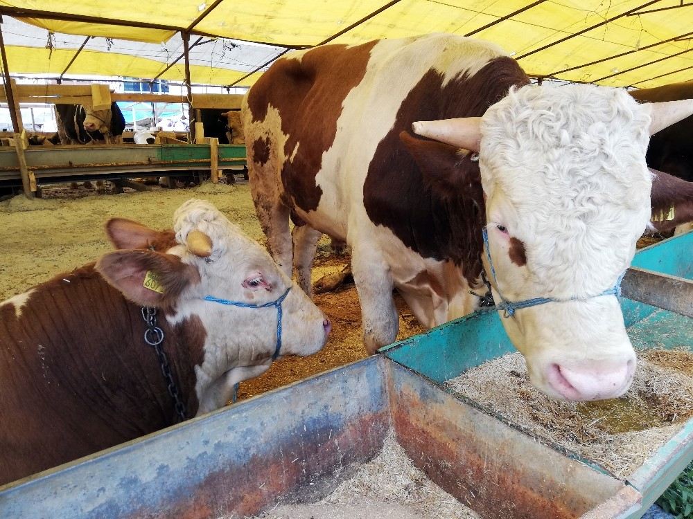 Esenyurttaki Kurbanlık Satış Alanına ?Sineksavarlı Önlem