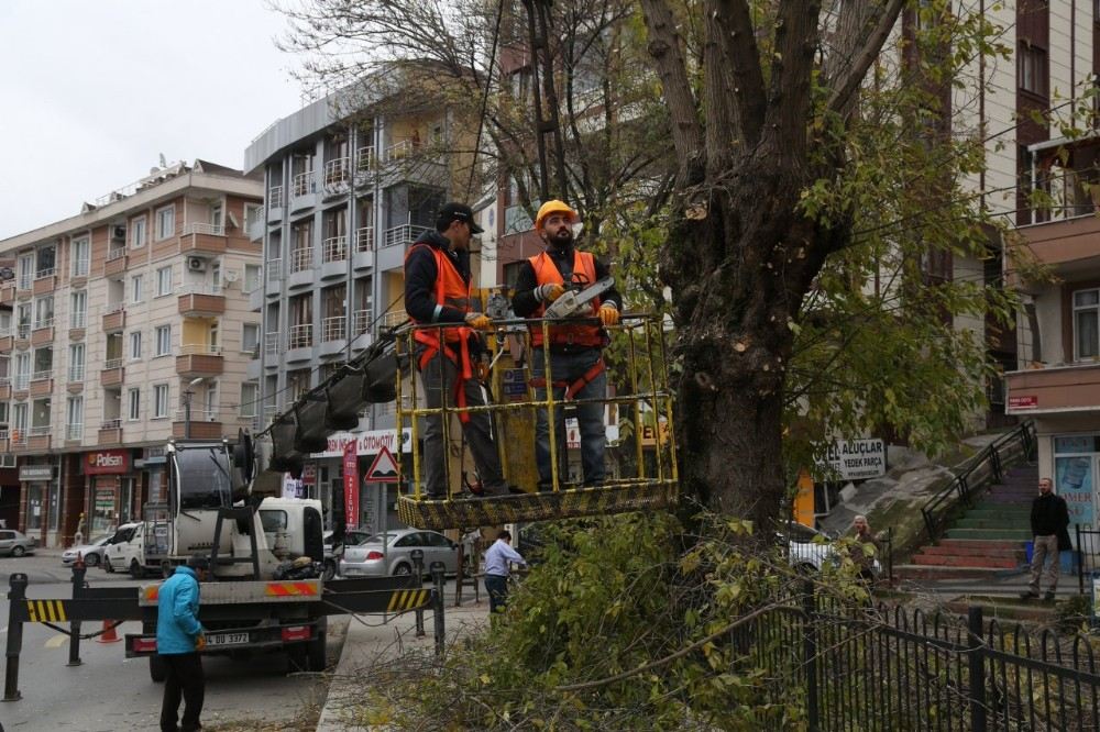 Eyüpsultanda Budama Çalışmaları Devam Ediyor