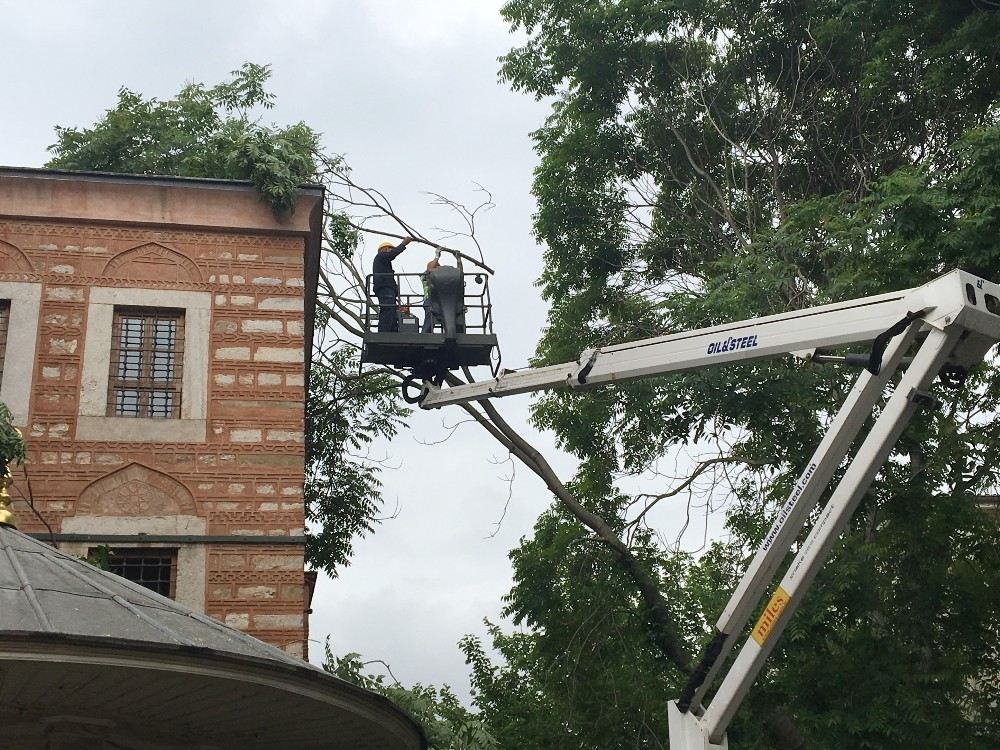 Fatihte Ağaç Devrildi Faciadan Dönüldü