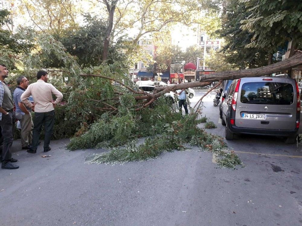 Fatihte Şiddetli Rüzgardan Ağaç Otomobilin Üstüne Devrildi