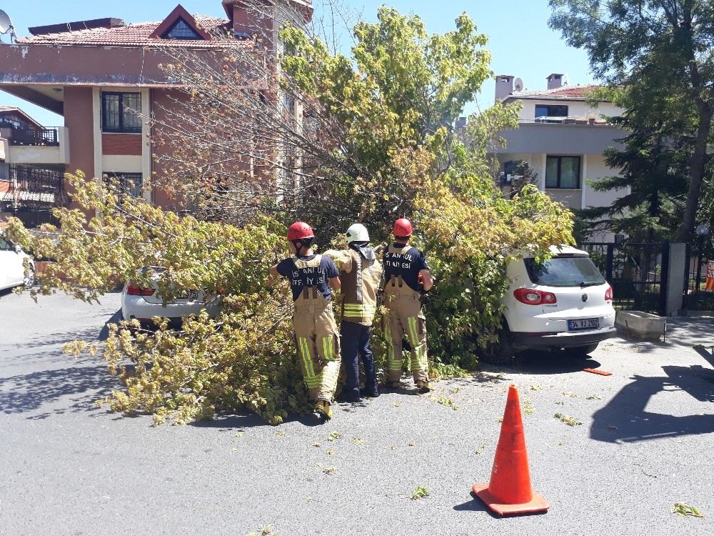 Floryada Bir Ağaç, 3 Aracın Üzerine Devrildi