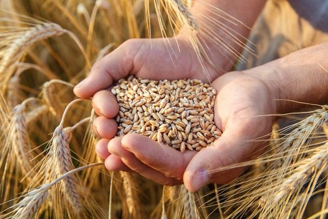 Gıda Ve Tarım İthalatında Buğday, İhracatta Fındık Öne Çıktı