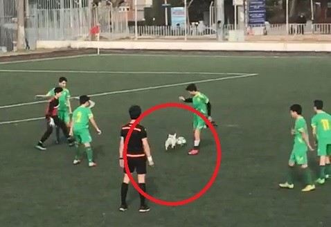 Hakem Ve Futbolcular Topu Sahaya Giren Köpekten Zorlukla Alabildi