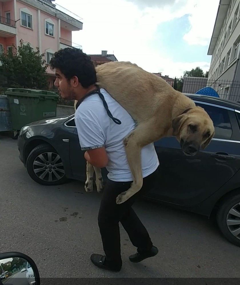 Hasta Köpeği Tedavi Ettirmek İçin 500 Metre Sırtında Taşıdı