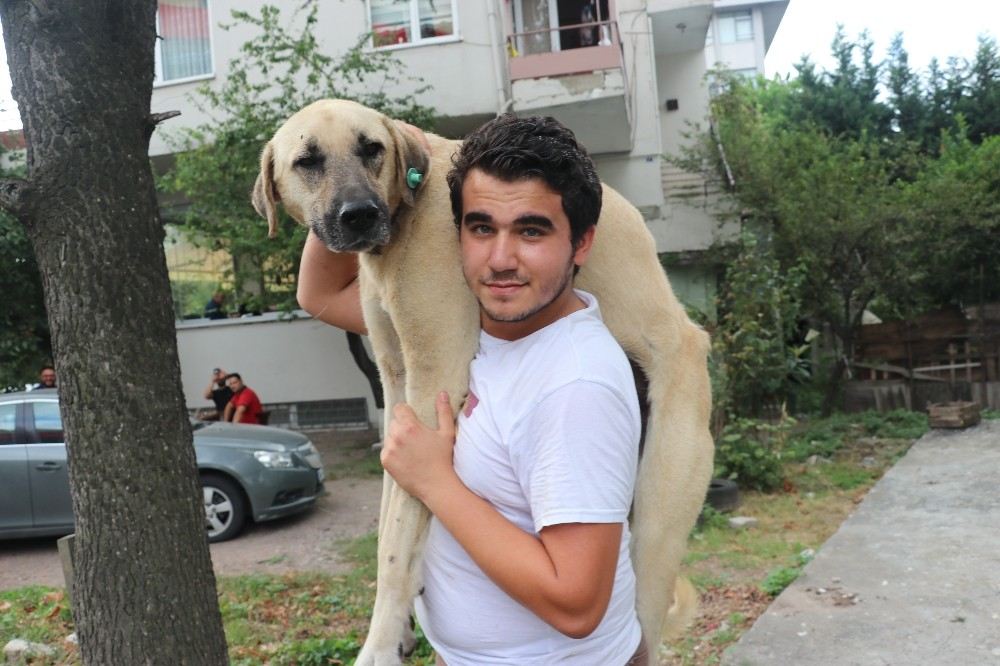 Hasta Köpeği Tedavi Ettirmek İçin Sırtında Taşıyan Koca Yürekli Genç Konuştu