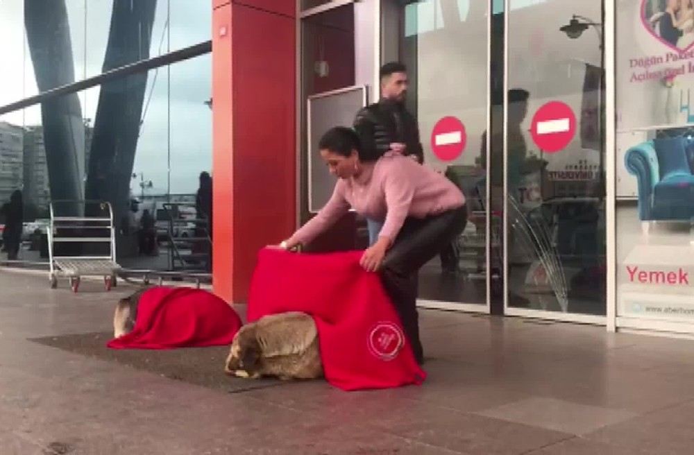 Hem Yürekleri Hem De Köpekleri Isıtan Hareket