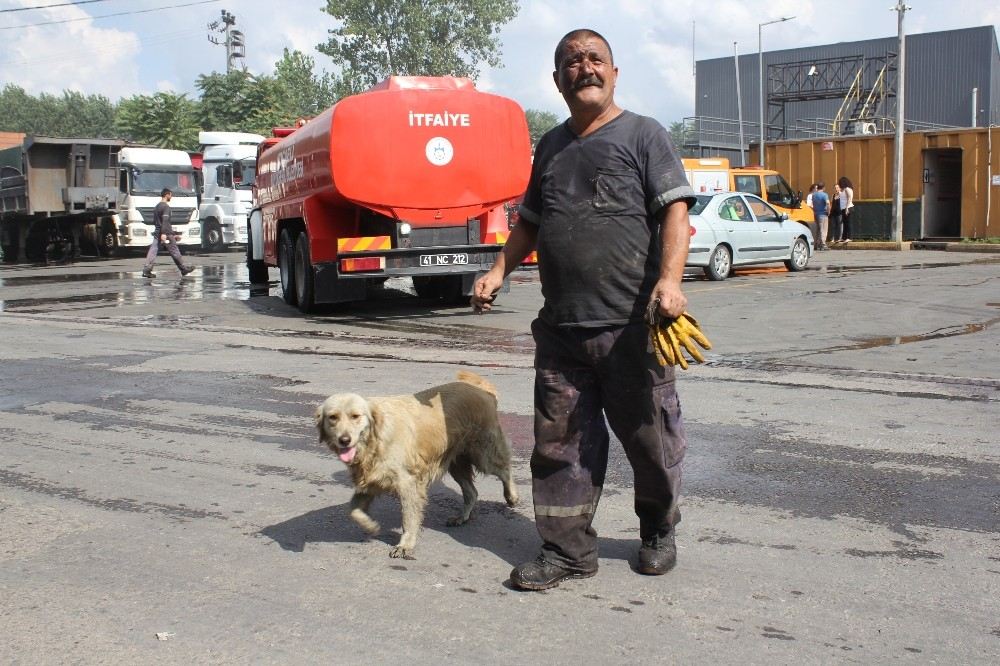 İşçilerin Sahiplendiği Köpek, Atık Fabrikasında Çıkan Yangında Tahliye Görevlisi Gibi Çalıştı