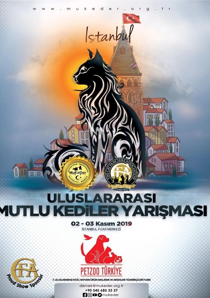 İstanbul Uluslararası Kedi Güzellik Yarışması 31 Ekimde