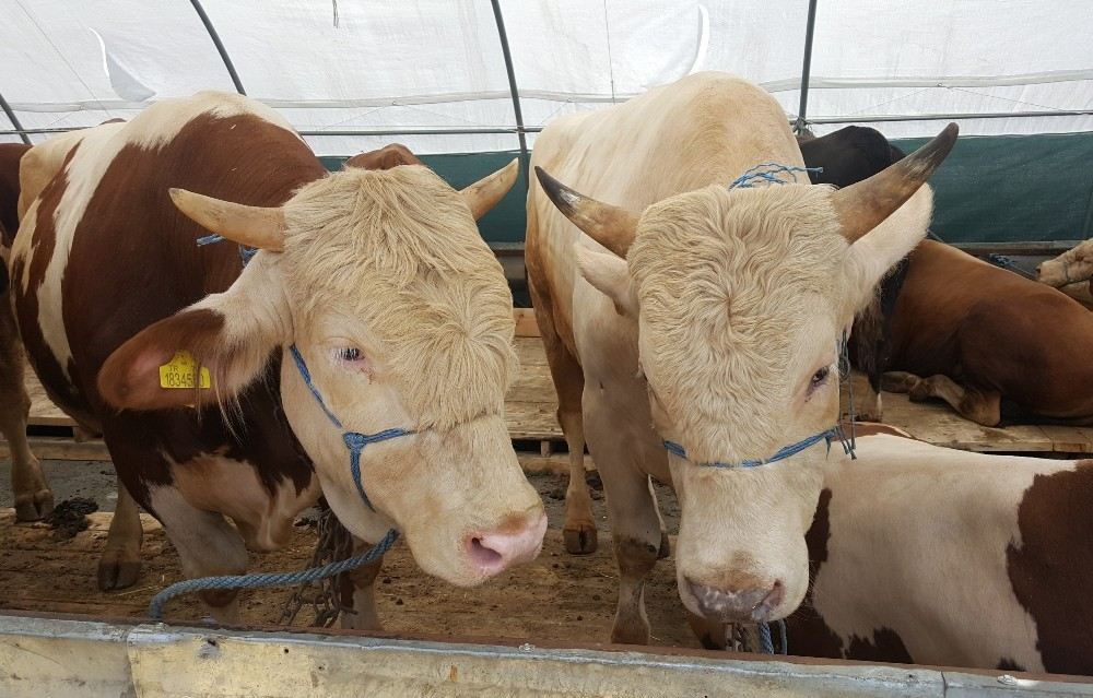 İstanbula Gelen Kurbanlıkların Satışı Başladı