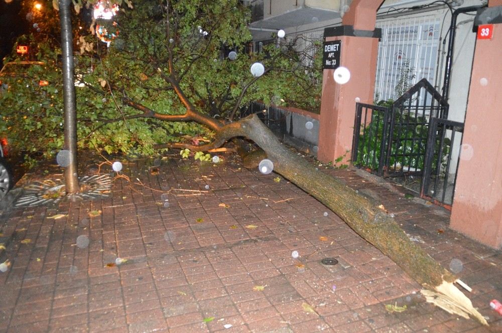 İstanbulda Etkili Olan Yağmur, Bazı Ağaçları Yola Devirdi