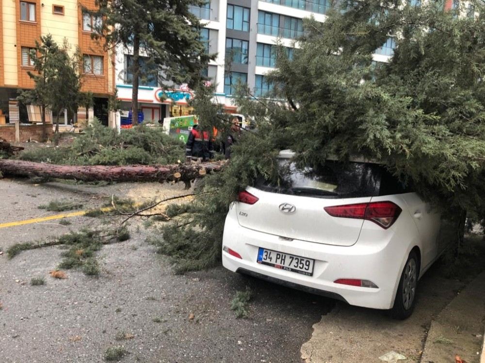 İstanbulda Şiddetli Fırtına Ağaç Devirdi