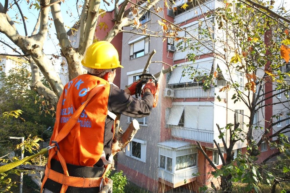 Kadıköy Belediyesinin Ağaç Budama Çalışmaları Devam Ediyor