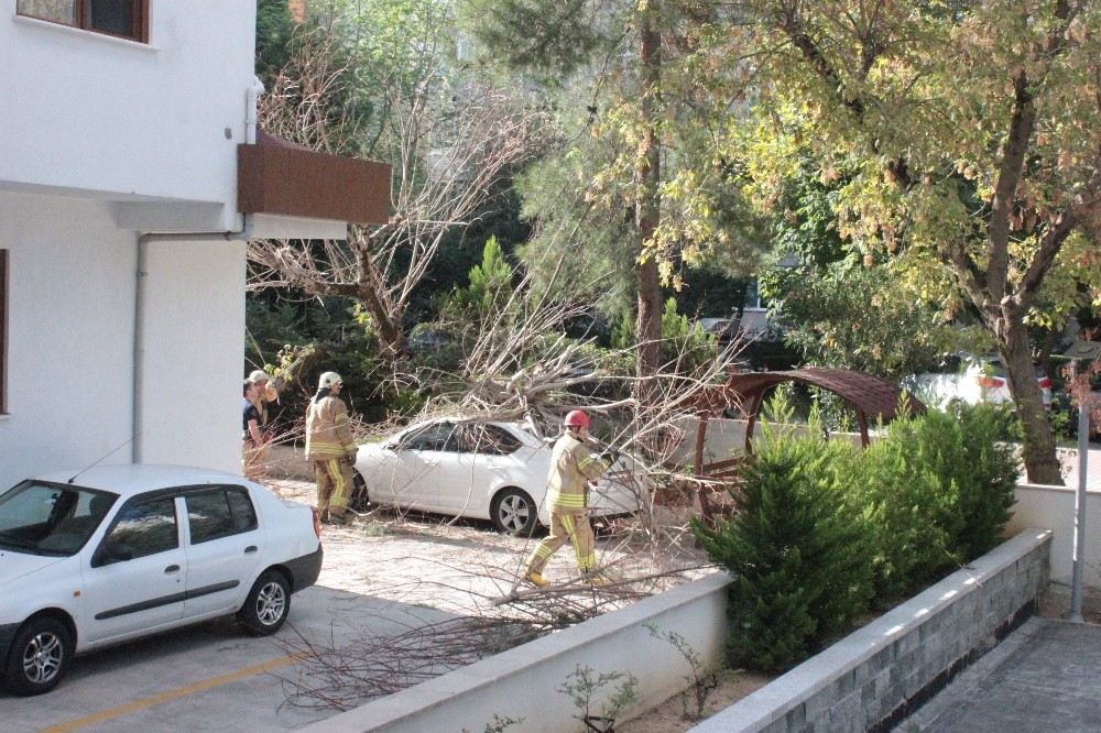 Kadıköyde Devrilen Ağaç Paniğe Yol Açtı