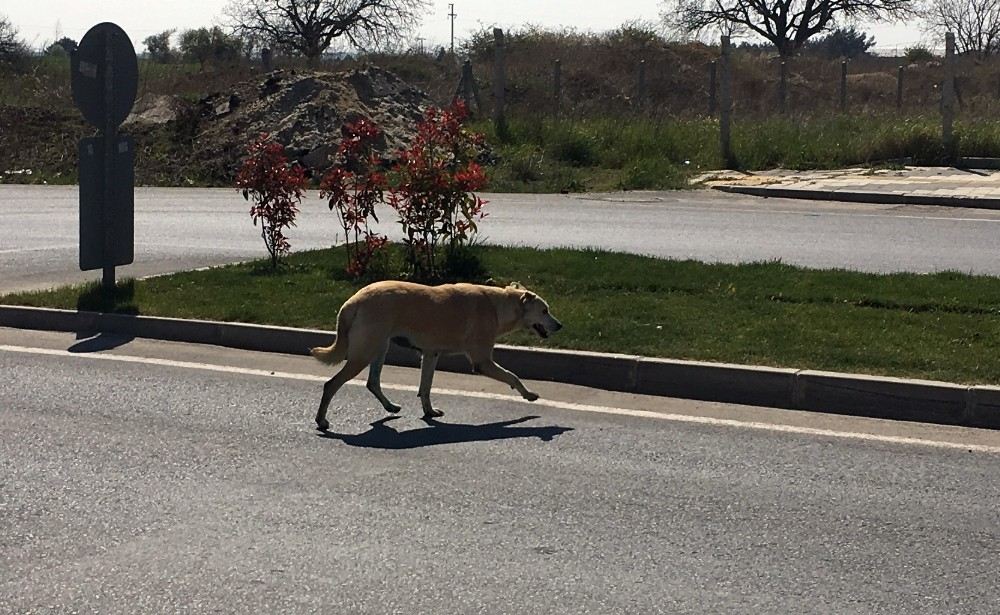 Kanserli Karaburun Sağlığına Kavuştu