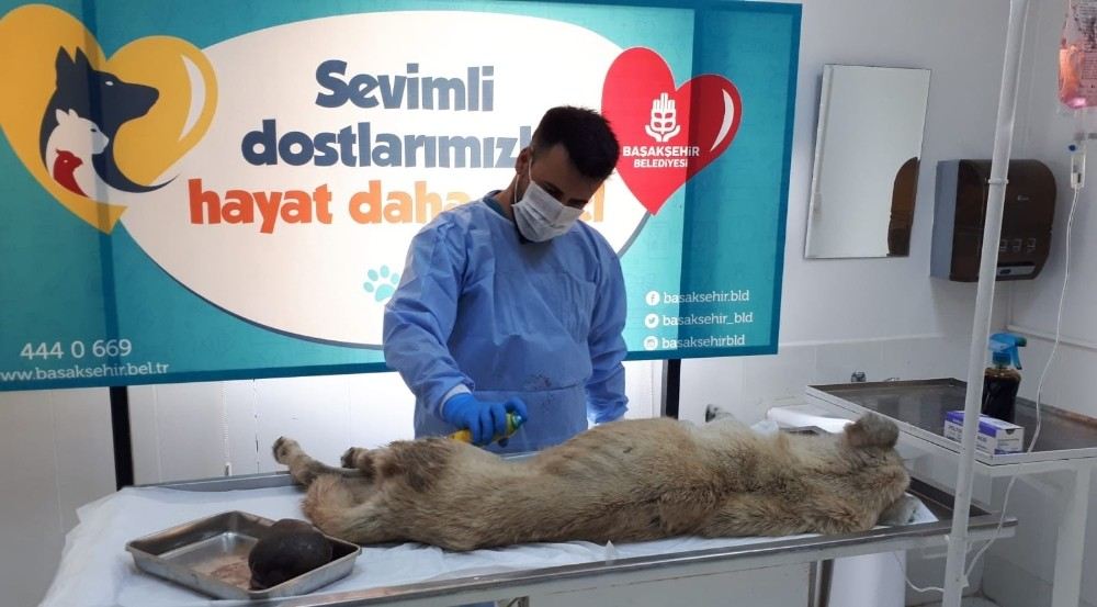  Sokak Köpeğinin Yardımına Başakşehir Belediyesi Koştu
