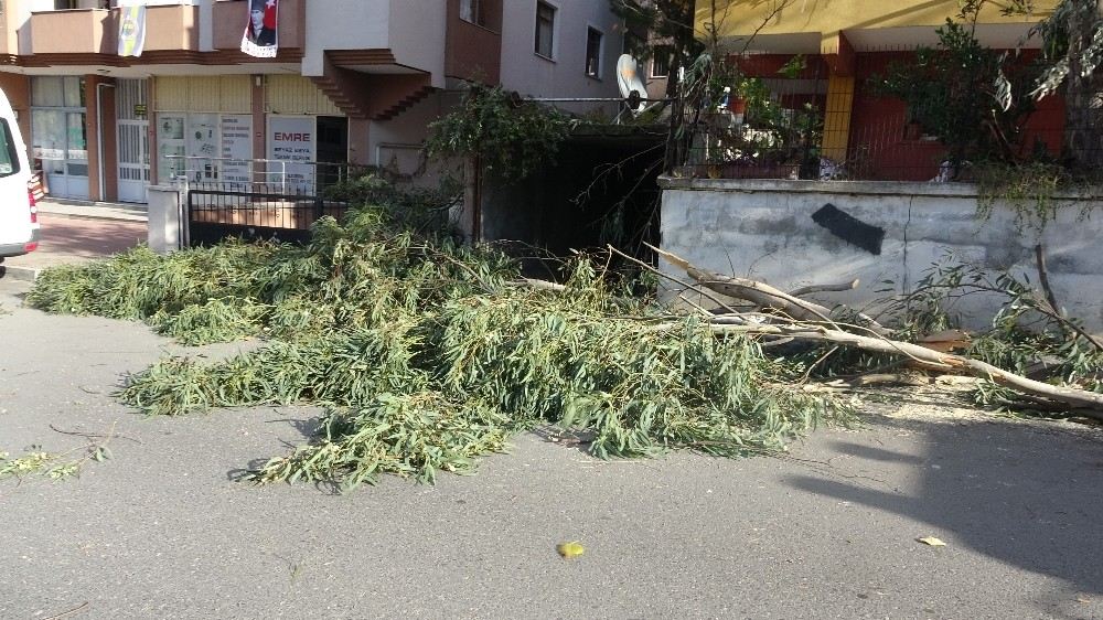 Kartalda Ağaç Devrildi, Bir Araç Zarar Gördü