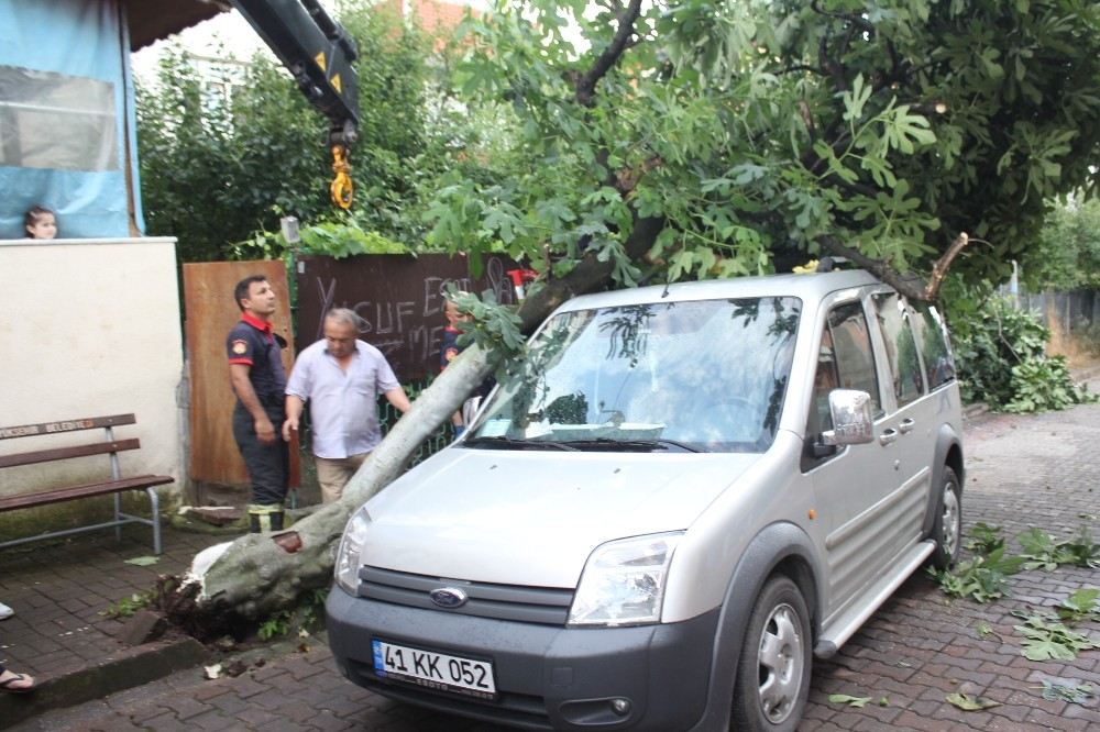 Kökü Çürüyen Ağaç, Park Halindeki Hafif Ticari Aracın Üzerine Devrildi