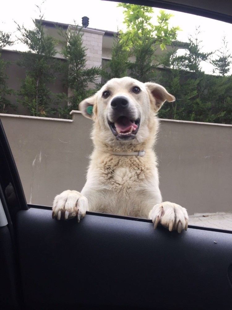 (Özel) Komşusunun Köpeğini Kaçırmaktan Yargılanıyor