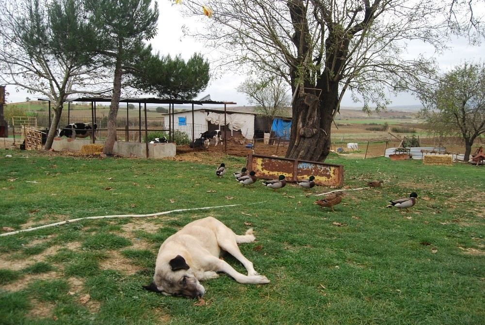 Köpekleri Zehirleyip 40 Koyunu Çaldılar