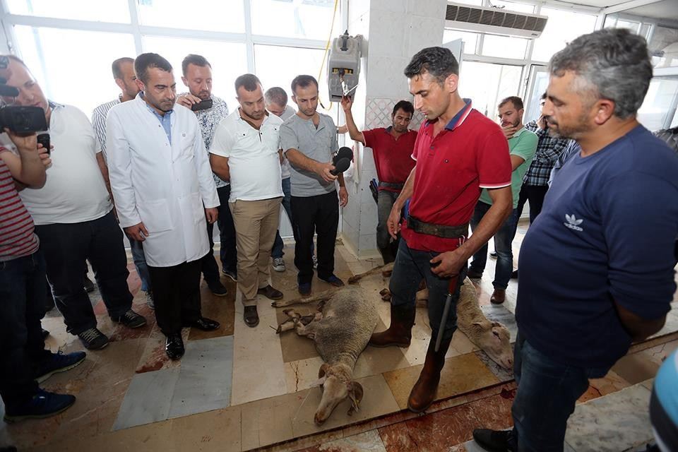 Kurban Kesiminde Vıp Hizmet