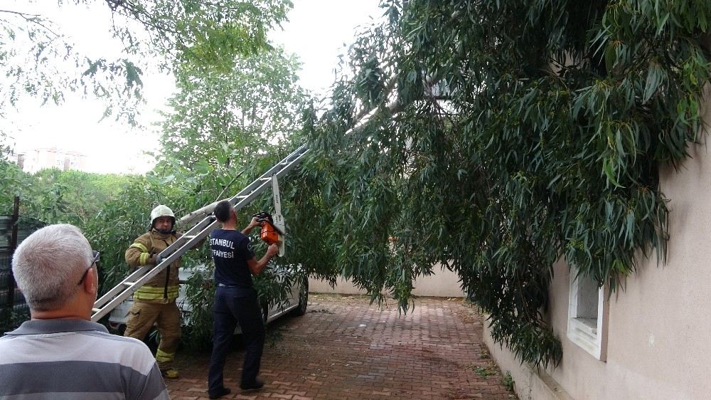 Maltepede Rüzgar Nedeniyle Kopan Ağaç Otomobilin Üzerinde Devrildi