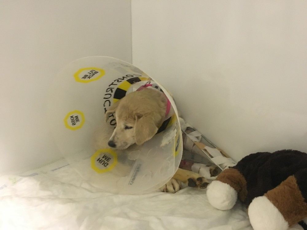 Mardinde Vurularak Ağır Yaralanan Kuzey İsimli Köpek, İstanbulda Tedavi Altına Alındı
