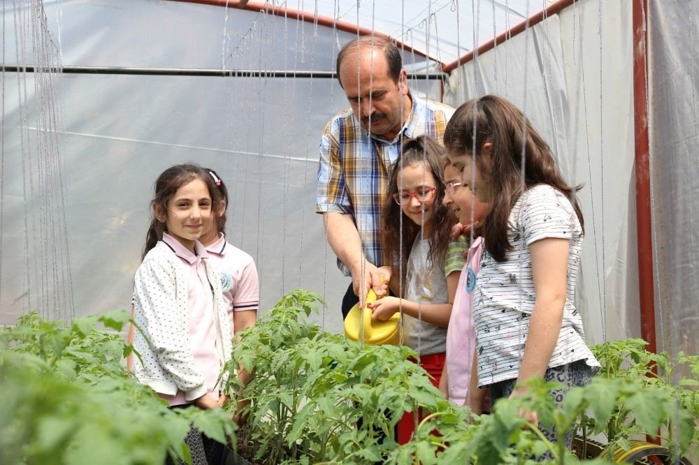 Öğrenciler, Okullarındaki Seralarda Çiftçi Oldu