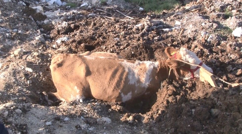 (Özel) Arnavutköyde Bataklığa Saplanan İnek Kurtarıldı