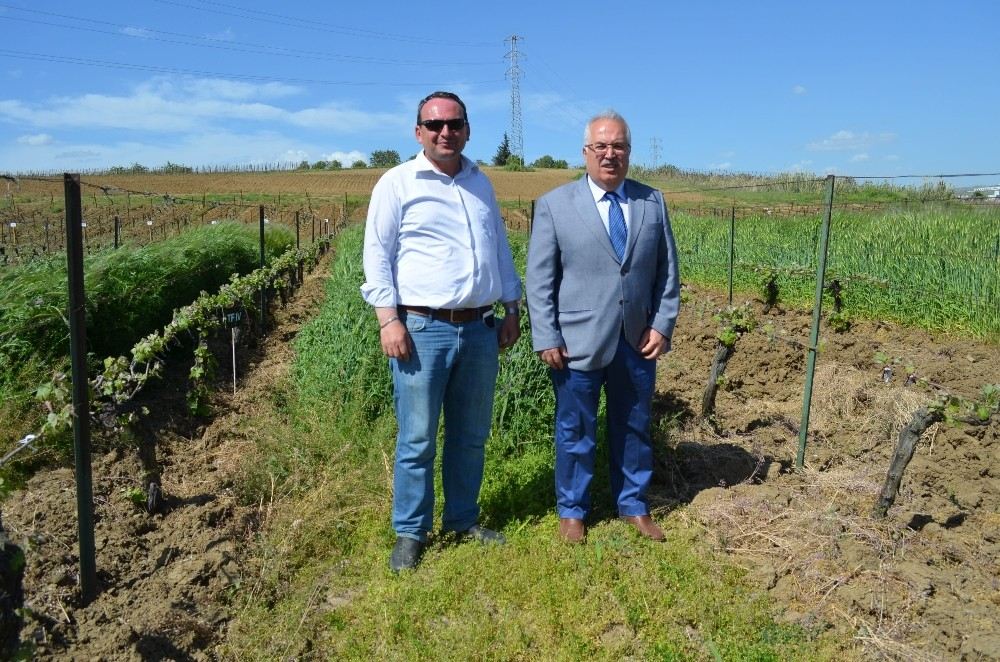 (Özel) Bağda 4 Farklı Örtü Bitkisi Uygulaması