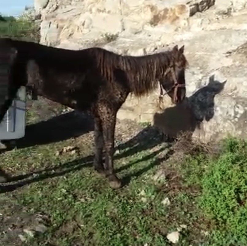 (Özel) Büyükadada Ruamlı At Paniği