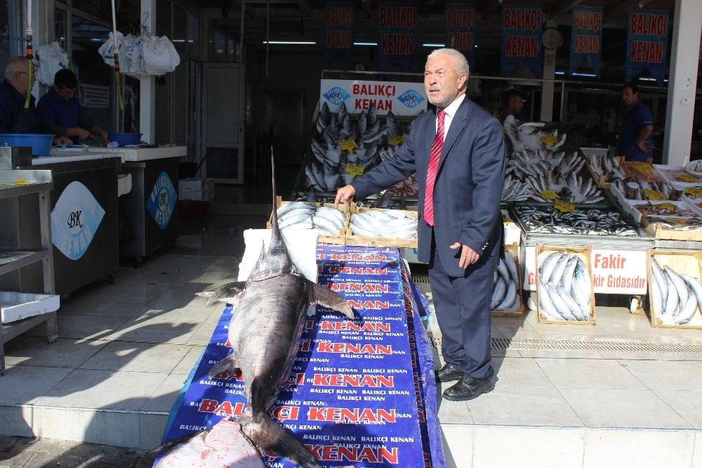 (Özel) Dev Kılıç Balığı Ağlara Takıldı