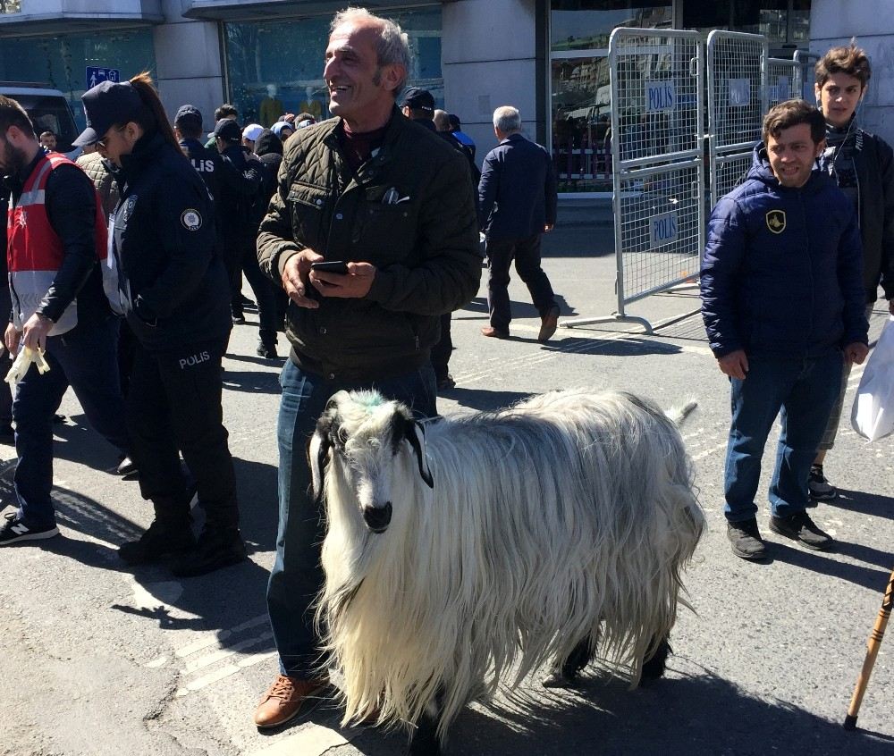 (Özel) Dev Mitinge Keçisiyle Geldi