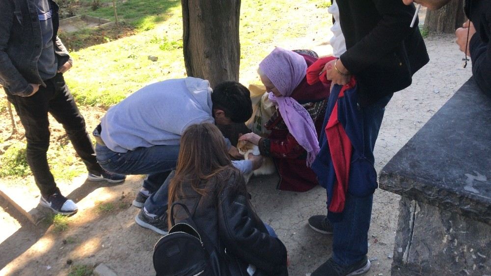 (Özel) Edirnekapı Şehitliğinde ?Evcil Kedi? Seferberliği Kamerada