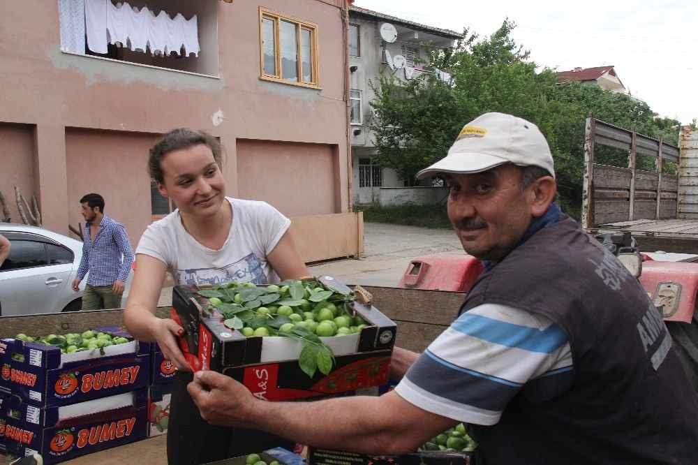 (Özel) Erik Tarlada 3, Tezgahta 10 Lira