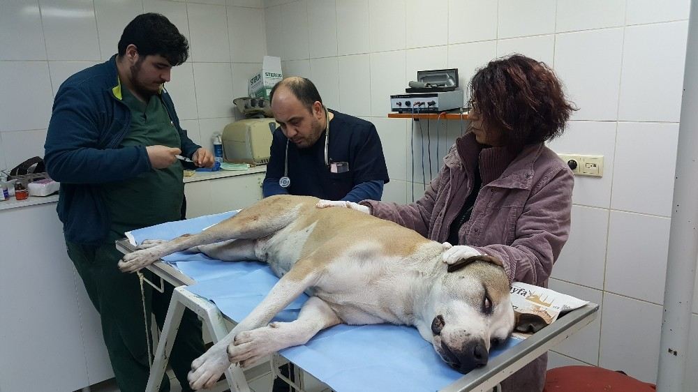 (Özel) Fatihte Tacize Uğrayan Sokak Köpeği Koruma Altına Alındı