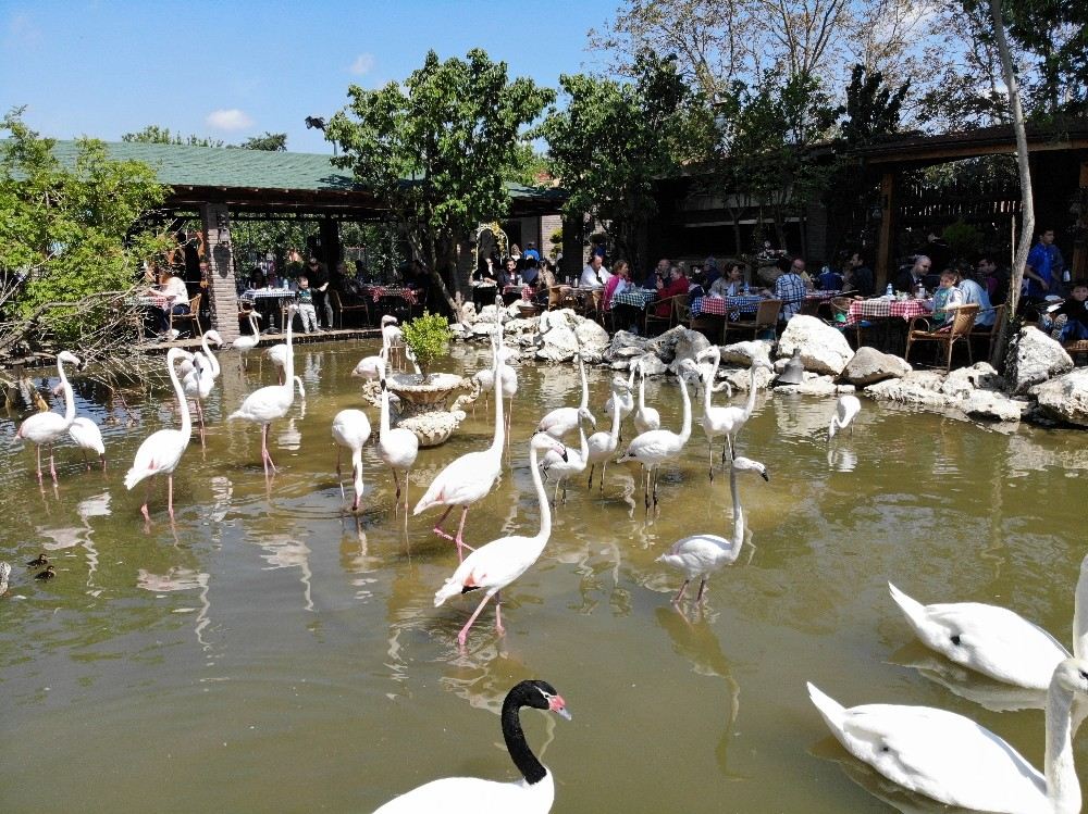 (Özel) Flamingolu Köy Anneler Gününde Ziyaretçi Akınına Uğradı