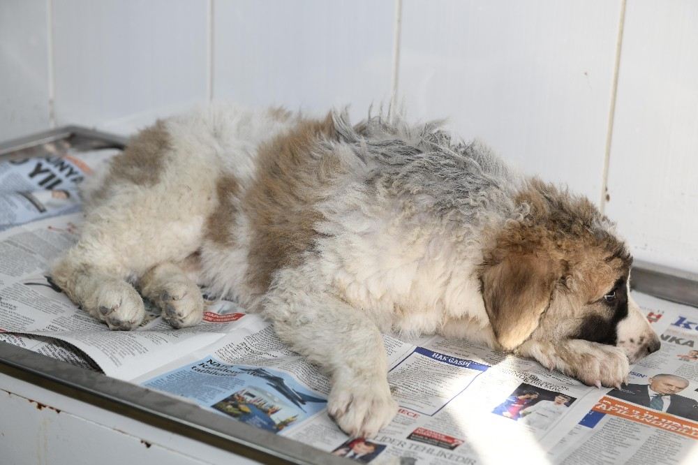 (Özel) Genç Kız Otomobil Çarpan Köpeğin Tedavisi İçin Zamanla Yarıştı