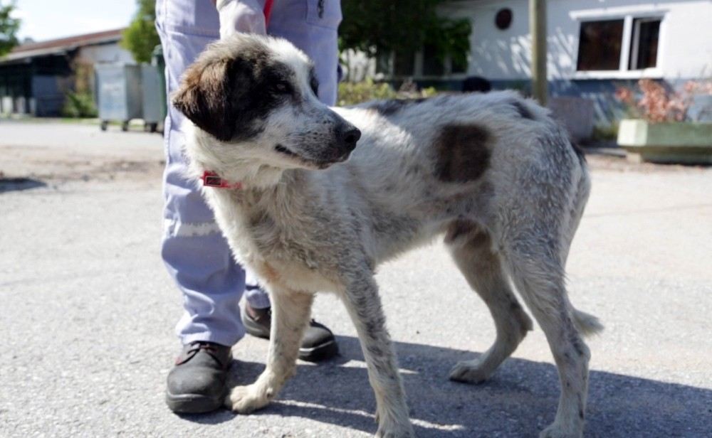 (Özel Haber) Ataşehirde İkinci Kuyu Köpek Vakası