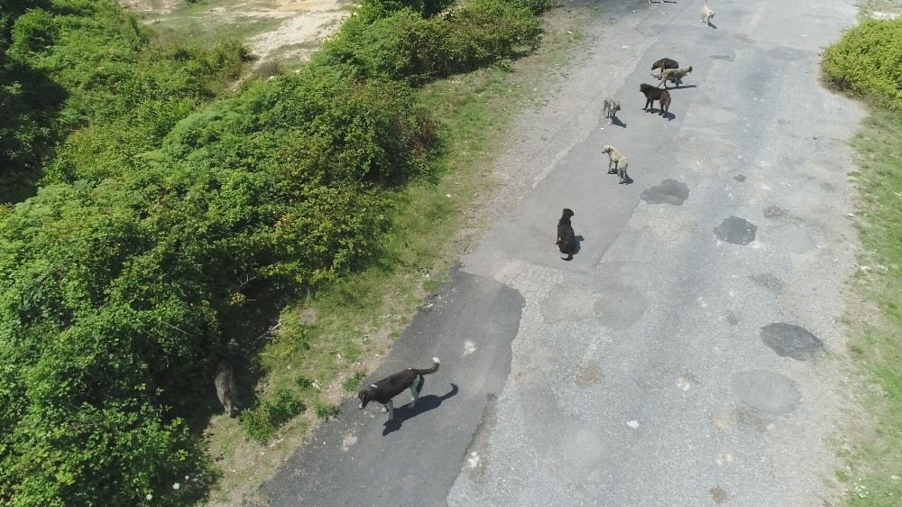 (Özel) Binlerce Başıboş Köpeğin İstila Ettiği Köy Havadan Görüntülendi