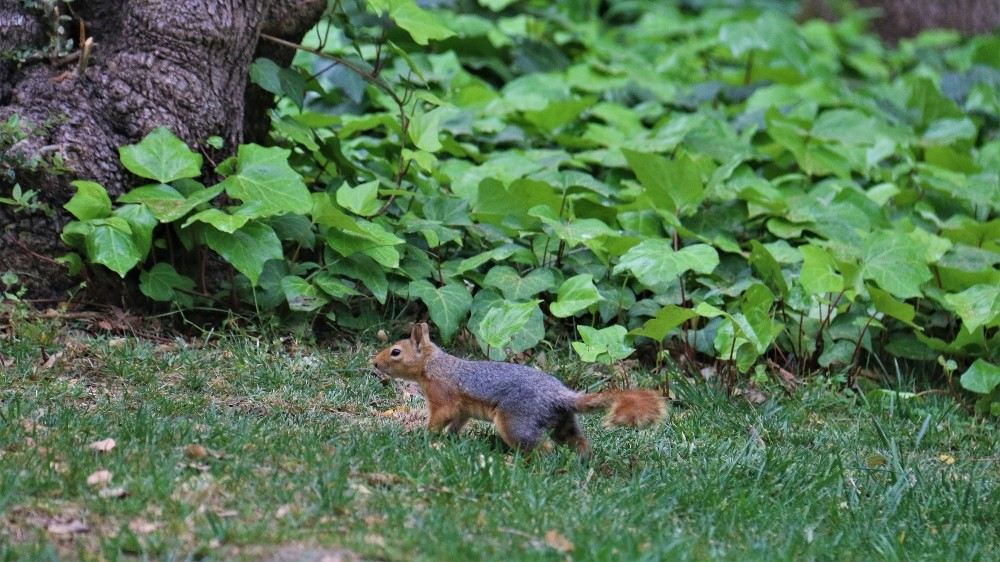 (Özel) İstanbulun Sevimli Sincapları Renkli Görüntüler Oluşturdu