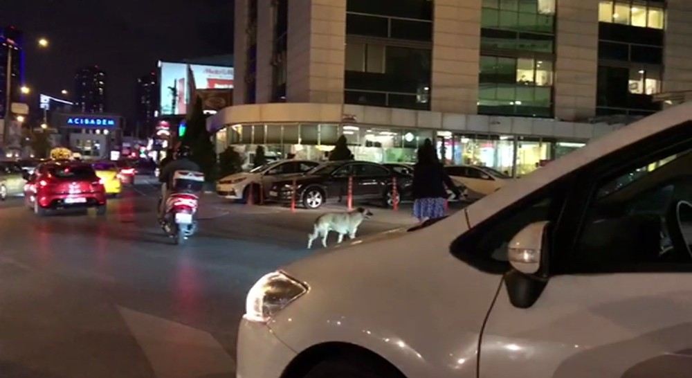 (Özel) Kadın Sürücü Trafiği Durdurup, Yaya Geçidinde Bekleyen Köpeği Yolun Karşısına Geçirdi