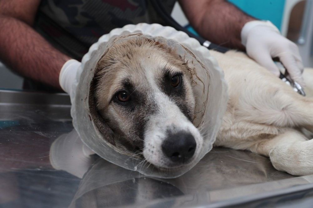 (Özel) Kafası Bidona Sıkışan Köpek Tekrar Hayata Döndürüldü