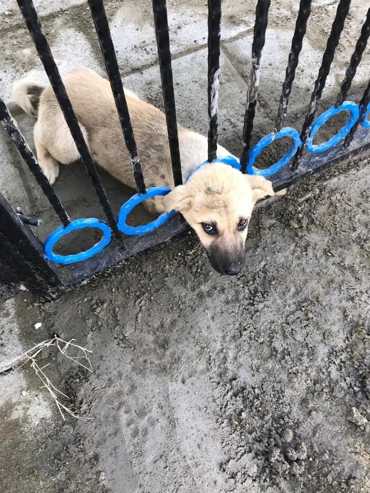 (Özel) Kafası Demir Korkuluklara Sıkışan Sevimli Köpekleri İtfaiye Kurtardı