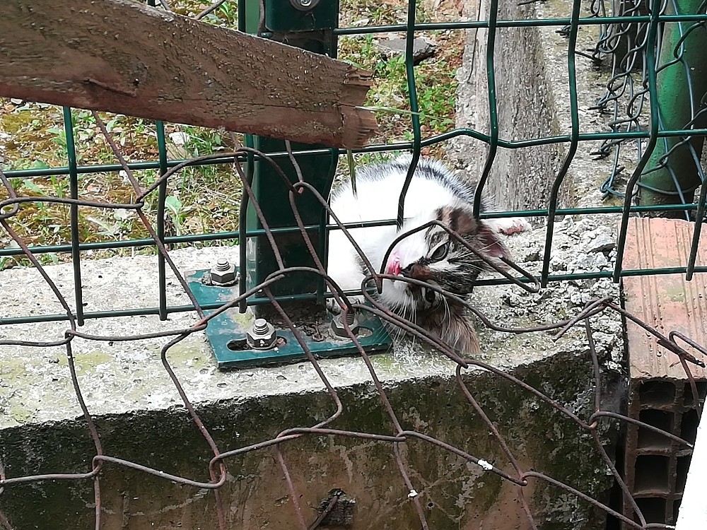 (Özel) Kafası Tellere Sıkışan Yavru Kediyi İtfaiye Kurtardı