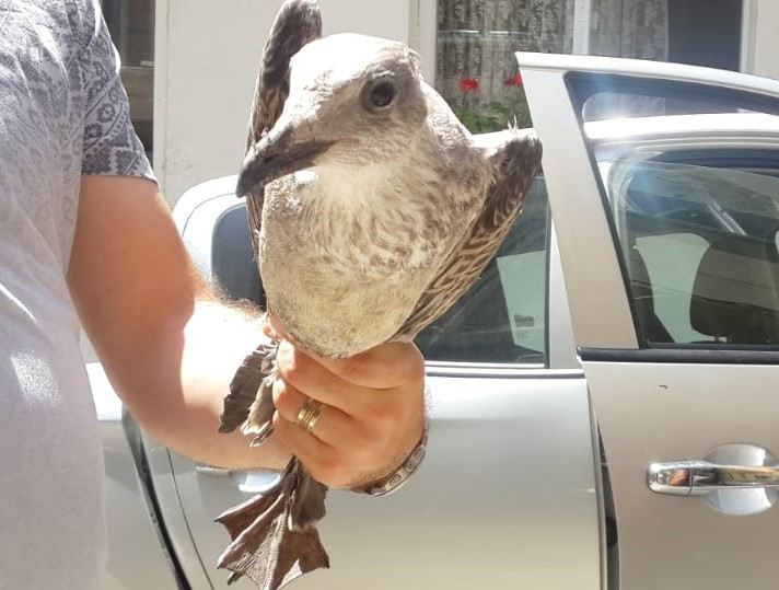 (Özel) Kedi Ve Köpekler Parçalayacaktı, Mahalleli Kurtardı